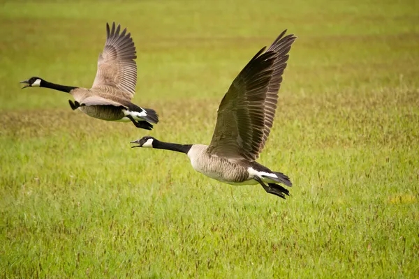 depositphotos_10515018-stock-photo-two-canada-geese-flying